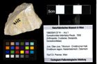 Foto (Objekt + Etiketten) von Goniodromites bidentatus (Reuss, 1858) 